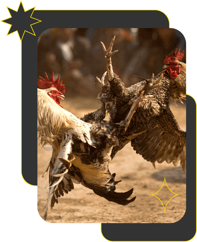 bj66-home-banner-img