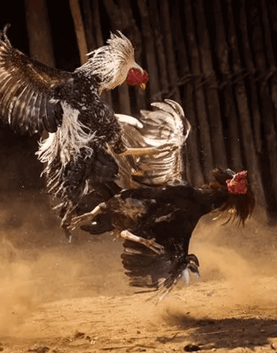 bj66-img-text-sec-img-left