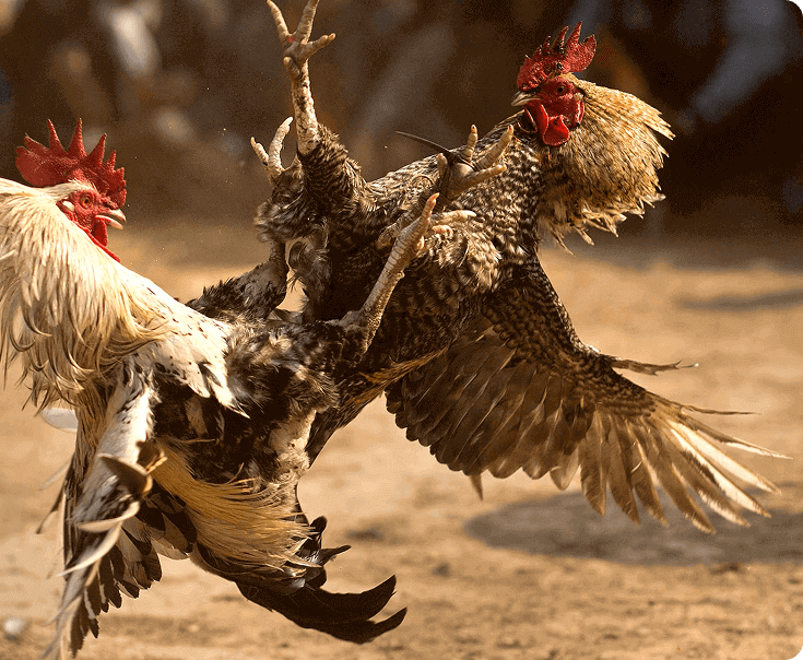 bj66-img-text-sec-img-left2