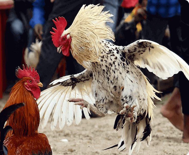 bj66-img-txt-sec-img-right-2